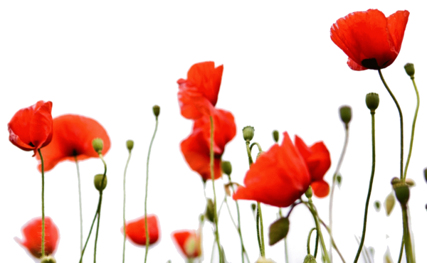 COQUELICOTS