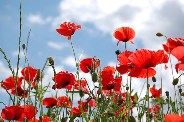 COQUELICOTS