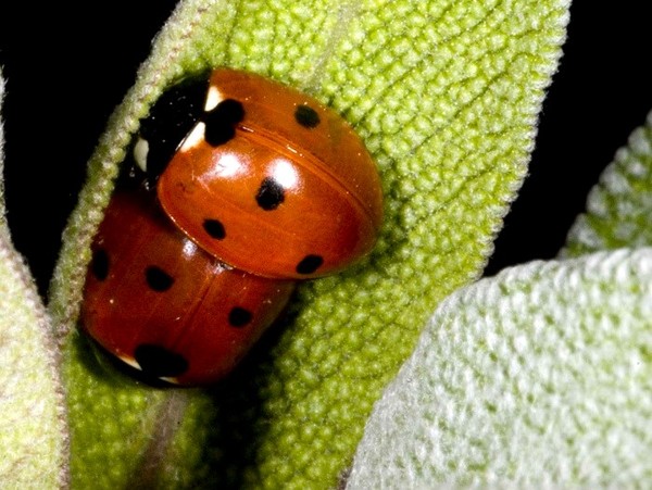 COCCINELLES