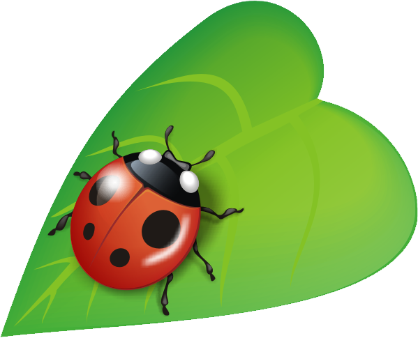 COCCINELLE