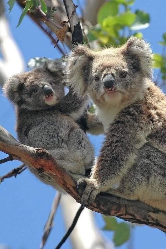 KOALA