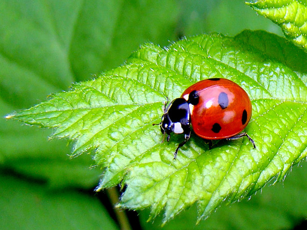 COCCINELLE