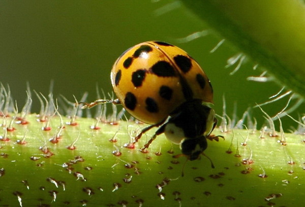 COCCINELLE