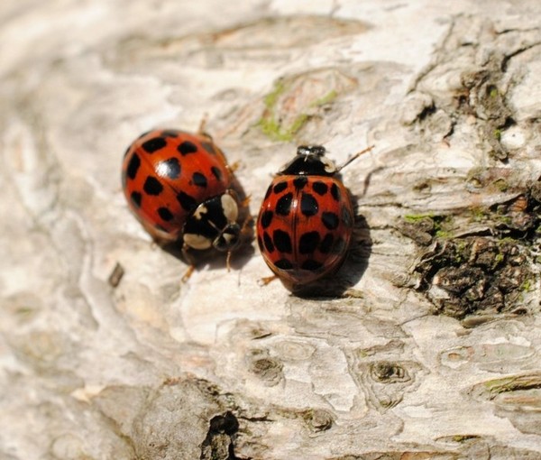 COCCINELLES