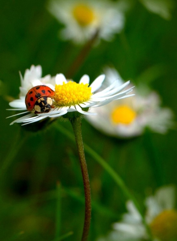 COCCINELLE