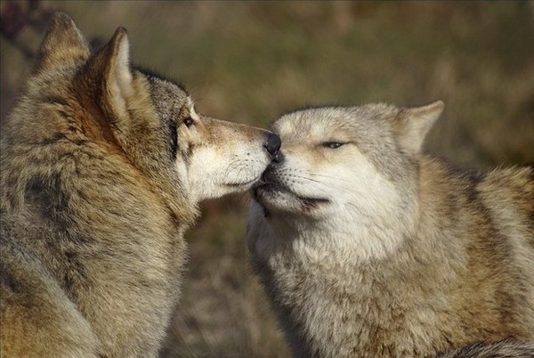 LOUPS