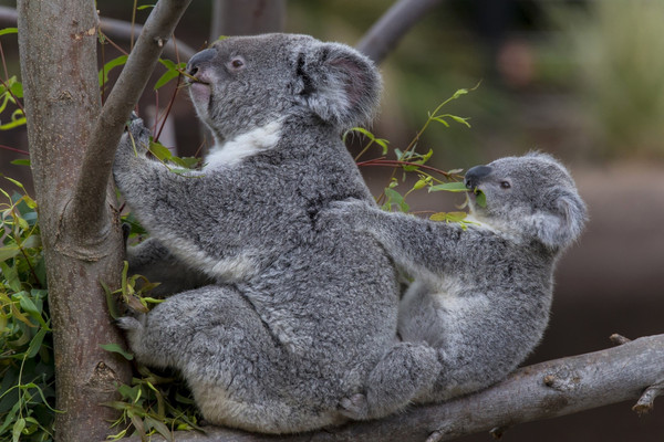 KOALAS