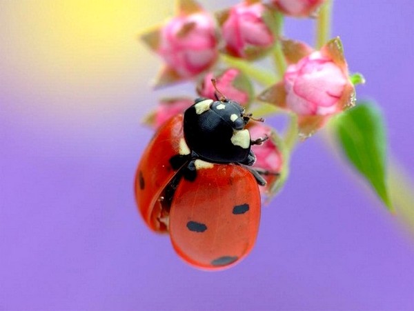 COCCINELLE