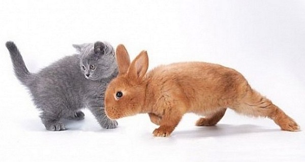 LAPIN ET CHAT