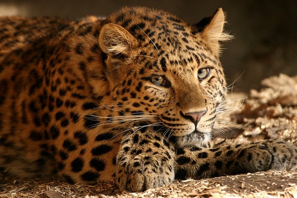 LEOPARD