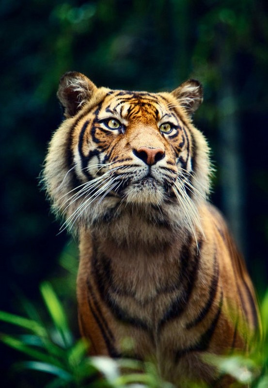 TIGRE