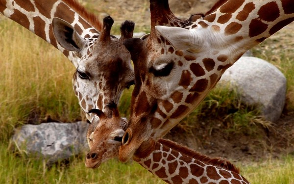 GIRAFES