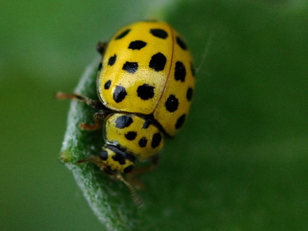 COCCINELLE