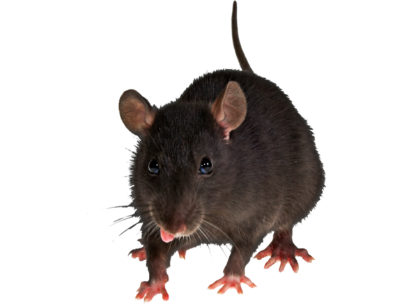 RAT