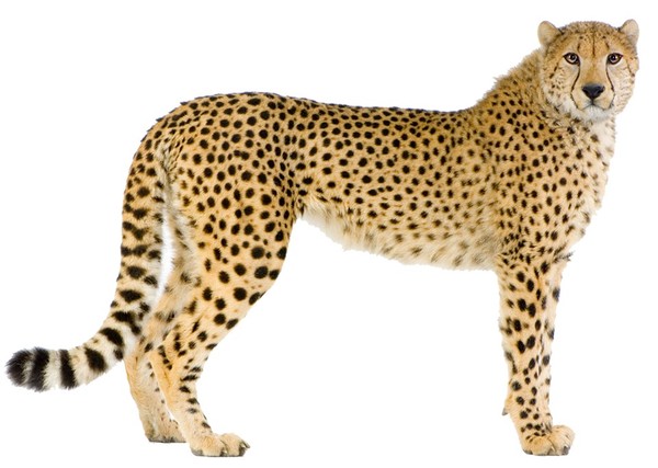 GUEPARD