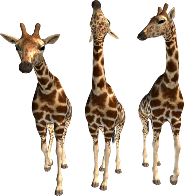 GIRAFES