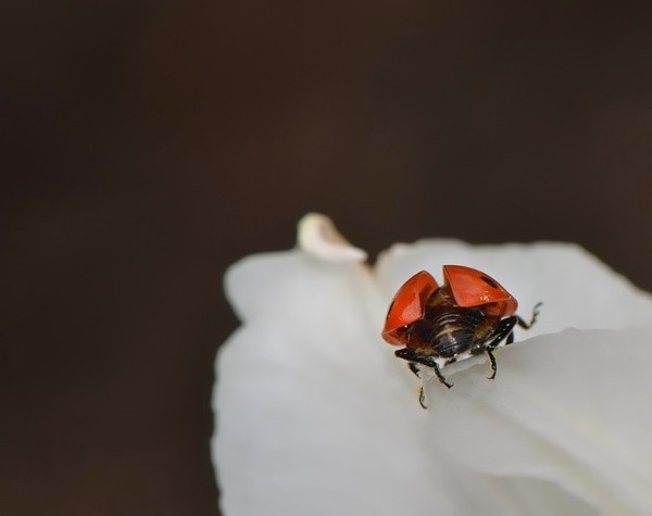 COCCINELLE