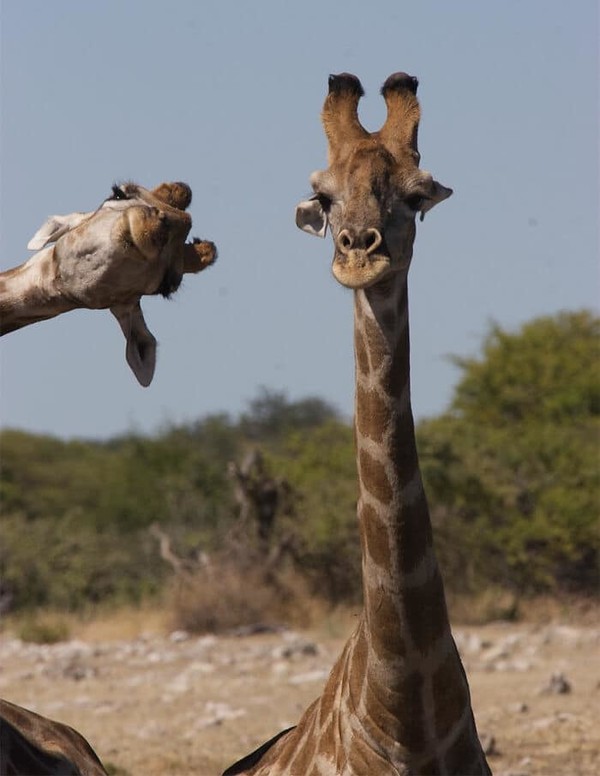 GIRAFE