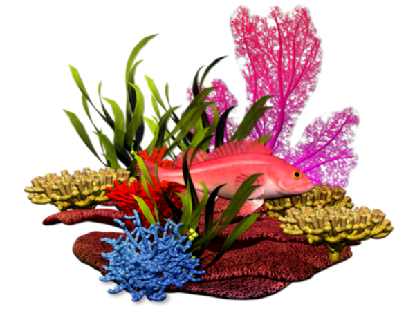 POISSON