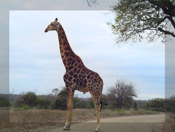 GIRAFE