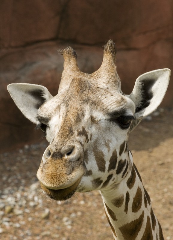 GIRAFE