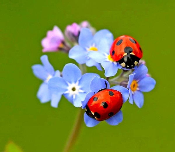 COCCINELLES