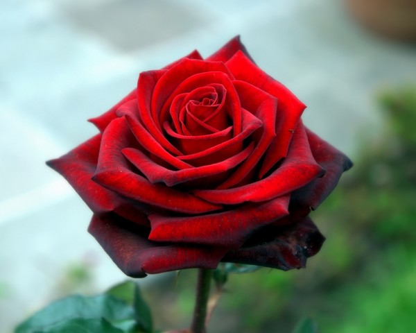 ROSE 3