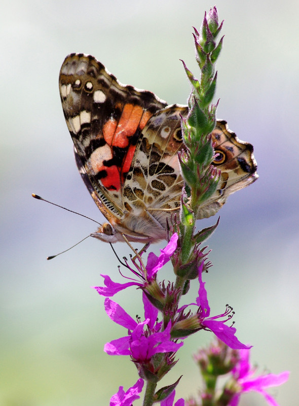 PAPILLON