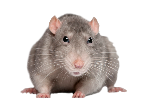 RAT