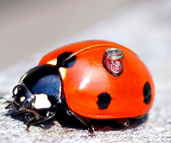 COCCINELLE