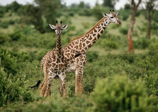 GIRAFES