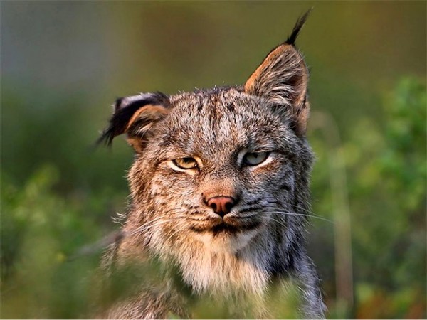 LYNX