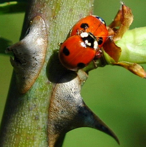 COCCINELLES