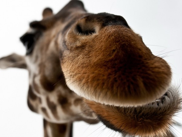 GIRAFE