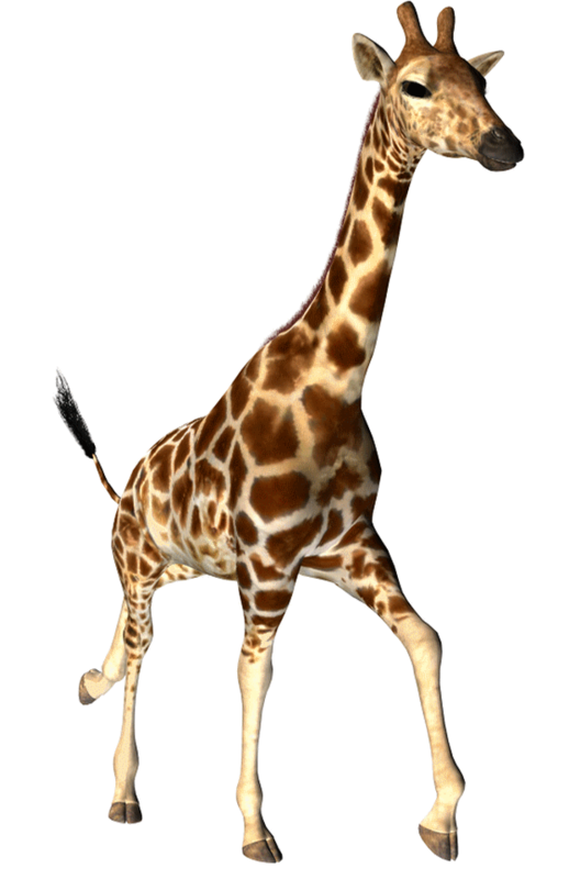 GIRAFE