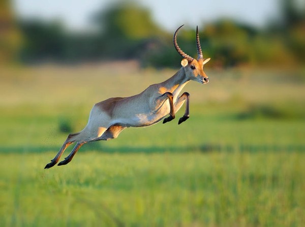 ANTILOPE