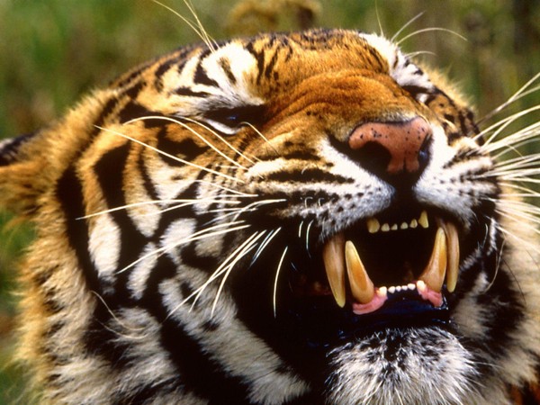 TIGRE