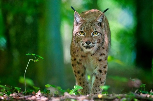 LYNX