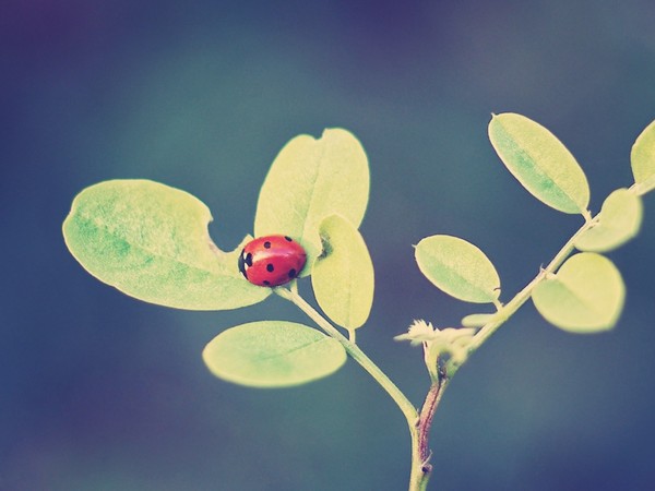 COCCINELLE