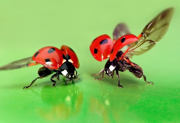 COCCINELLE 3