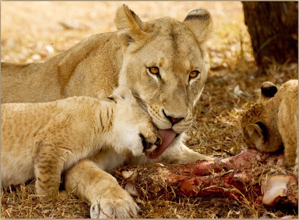 LIONNE ET LIONCEAUX