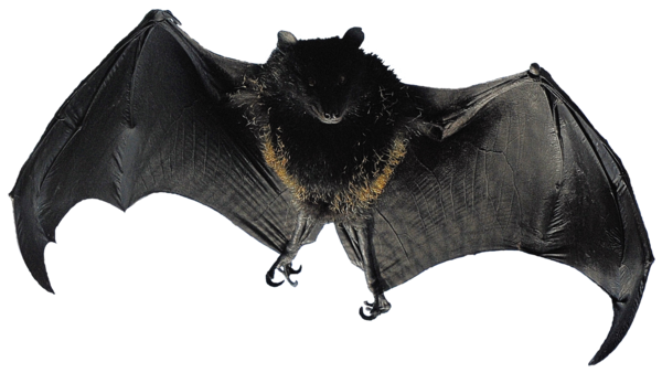 TUBE HALLOWEEN OISEAU + CHAUVE SOURIS