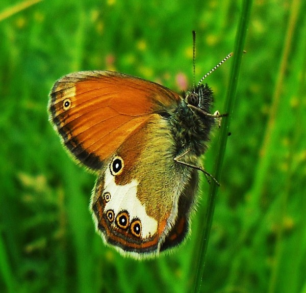 PAPILLON