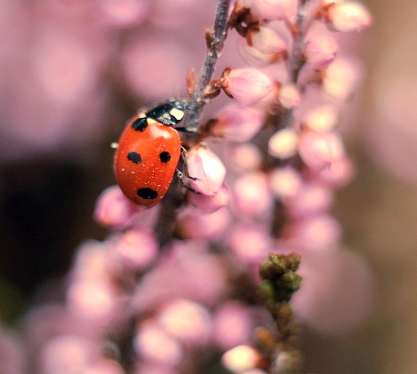 COCCINELLE