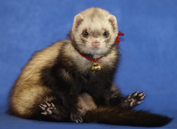 FURET