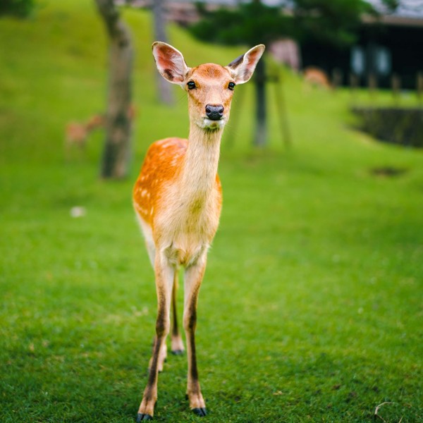 CERFS BICHES FAONS...