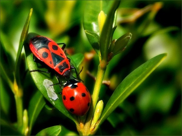 COCCINELLE