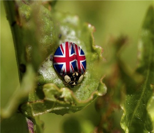 COCCINELLE