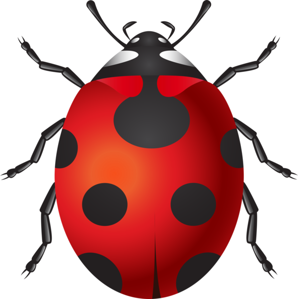 COCCINELLE 3