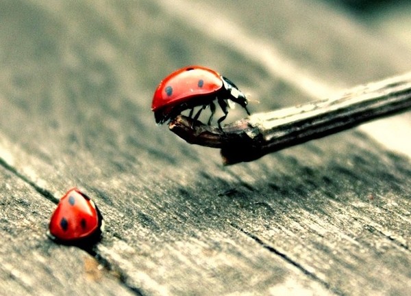 COCCINELLES